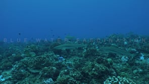 2503_many Blacktip reef sharks swimming over coral reef