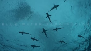 2504_Blacktip reef shark silouettes against ocean surface