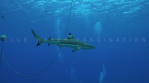 2505_Blacktip reef shark swimming in blue ocean
