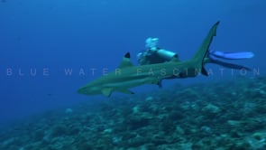 2506_blacktip reef shark and scuba divers