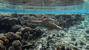 2507_two Blacktip reef sharks swimming over coral reef