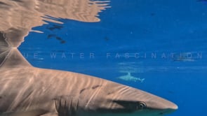 2508_Blacktip reef shark super close up