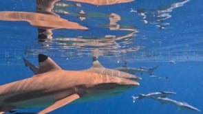 2509_Blacktip reef sharks swimming close at camera