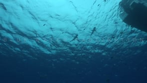 2511_Blacktip reef shark silhouettes below surface