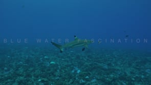 2512_Two blacktip reef sharks swimming over coral reef