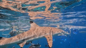 2513_many blacktip reef sharks super close up