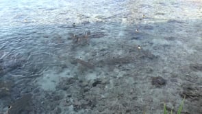 2519_Blacktip reef sharks swimming in shallow water