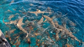 2520_Blacktip reef sharks feeding on ocean surface