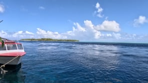 2521_Blacktip reef sharks swimming below ocean surface