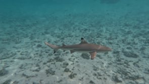 2522_blacktip reef shark swimming in shallow lagoon 