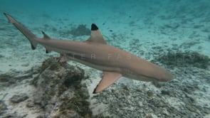 2523_Blacktip reef shark close up in shallow water