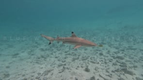 2524_Blacktip reef shark and pilot fish