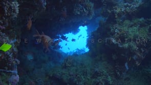 1841_Underwater cave with soldierfish and corals