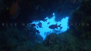 1842_Underwater cave and fish silhouettes