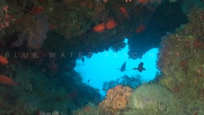 1843_Underwater cave with red soldierfishes