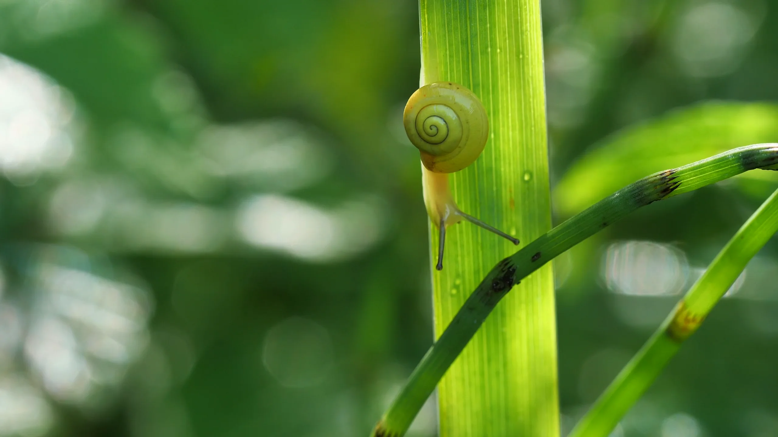 Banded Snail - 126182