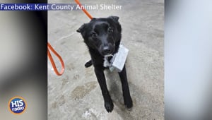 Abandoned Dog Finds Forever Home