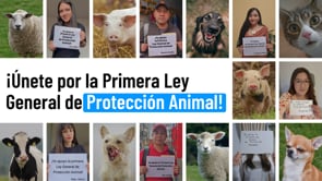 ¿Por qué NECESITAMOS una Ley General de PROTECCIÓN ANIMAL? ¡Únete!