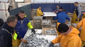 La Confraria posa en marxa un curs de Mariner Pescador