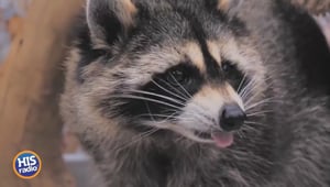 Can You Own A Pet Raccoon?