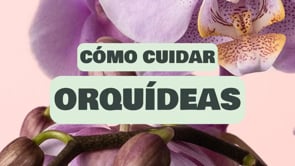 Cómo cuidar Orquídeas