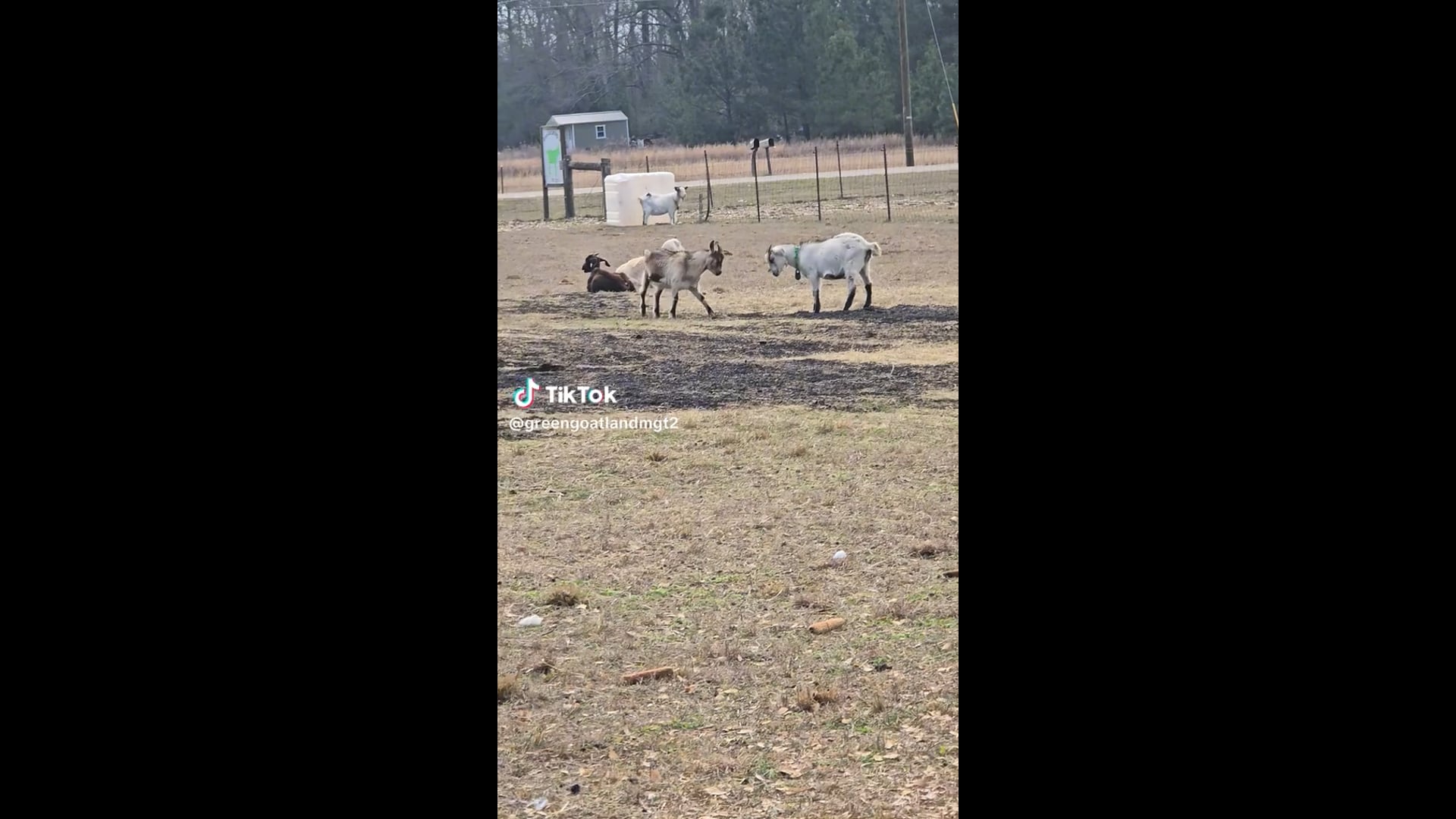 Goats can manipulate human locks.