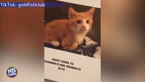 Grandma's Cat Photo Album