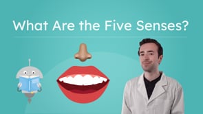 What Are the Five Senses?