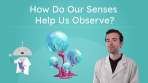 How Do Our Senses Help Us Observe?