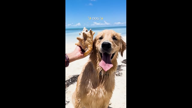 Royal Caribbean | Rover - Solving Problems | Final
