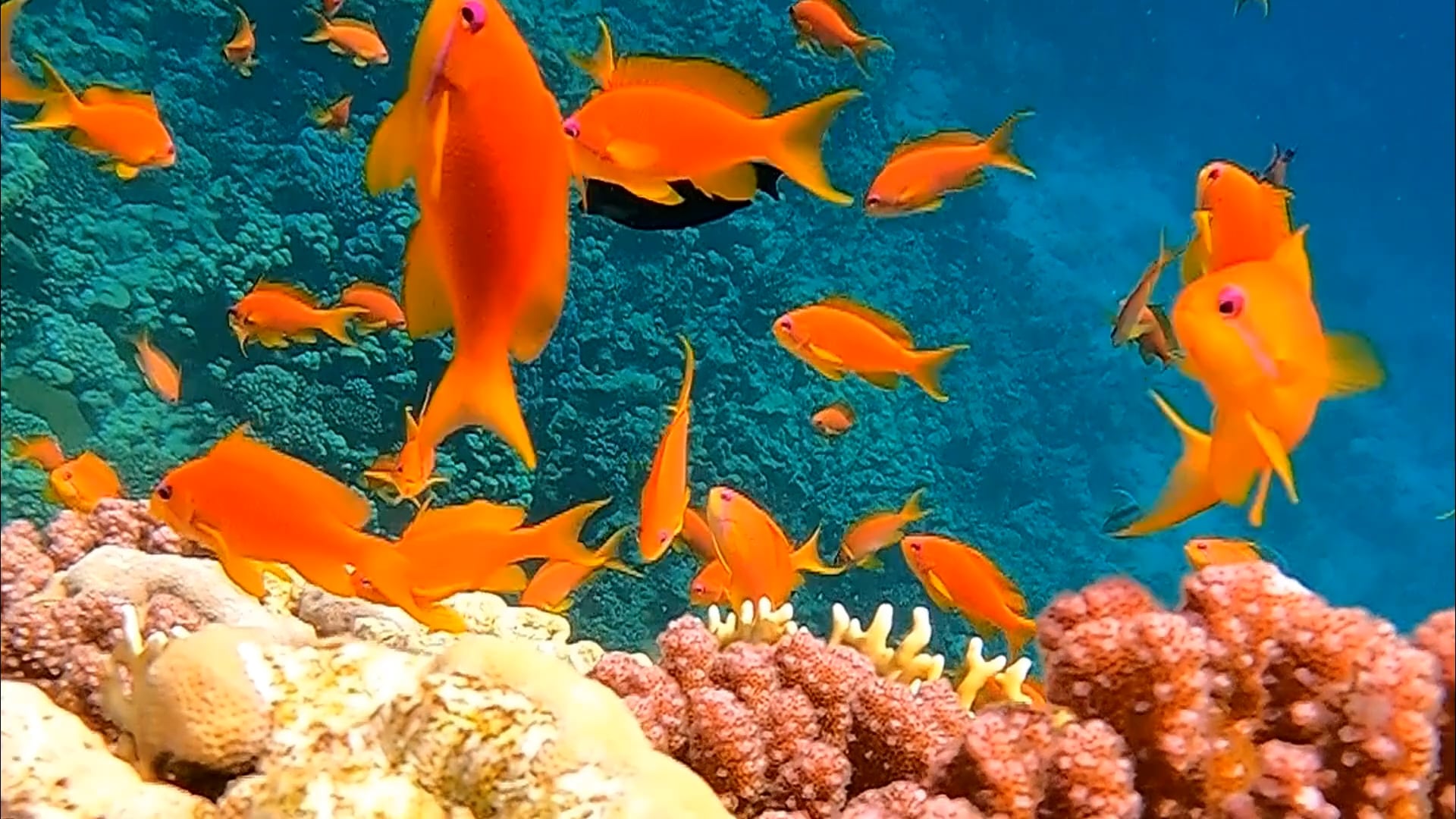 https://i.vimeocdn.com/video/1987884214-42309db053e4891f99195686647c6b676ac771d32ae23c639cbfe6fba6758f82-d