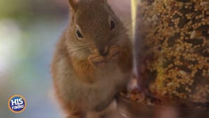 Soap for Squirrels