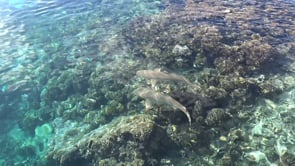 2518_Blacktip reef sharks swimming over shallow coral reef