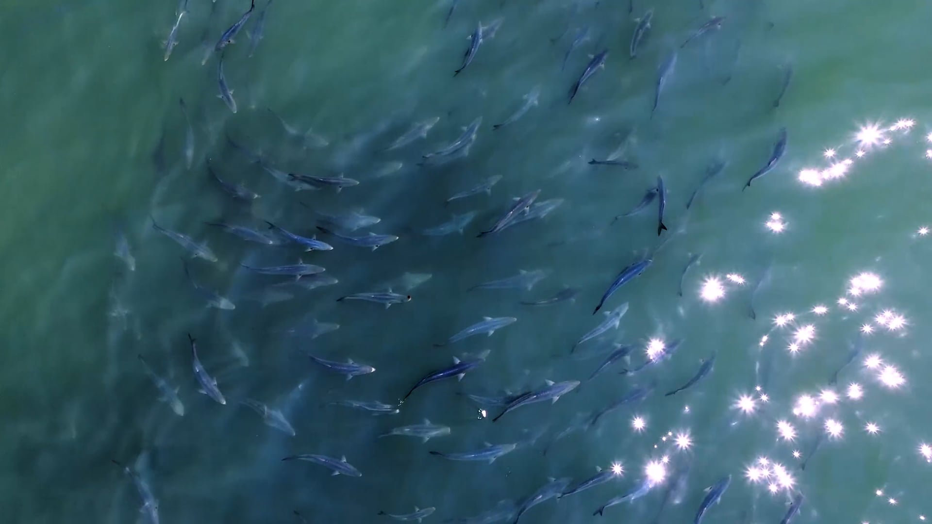 Montauk Bluefish