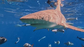 2515_Blacktip reef sharks swimming towards camera below ocean surface