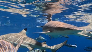2514_Blacktip reef sharks super close up below surface