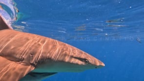 2510_Blacktip reef shark super close up