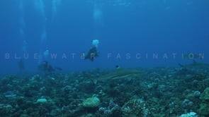 2501_Blacktip reef sharks swimming over coral reef