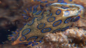 0033_blue-ringed octopus super close up
