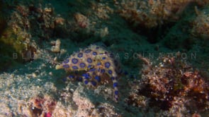 0047_Blue-ringed octopus digging in sand