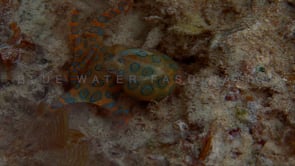 0049_Blue-ringed octopus on coral reef in shallow water