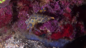 0050_Blue-ringed octopus swimming