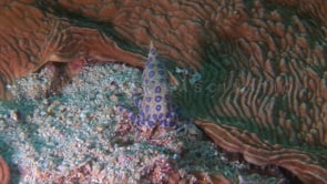 0051_Blue-ringed octopus walking over coral reef