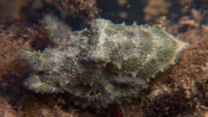 0052_Blue-ringed octopus sitting super close up on coral reef