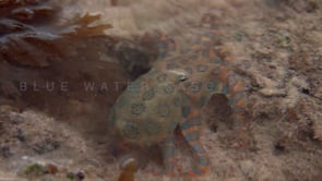 0075_Blue- ringed octopus moving to ocean surface