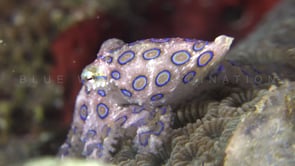 0507_Blue-ringed octopus close up crawling over coral reef
