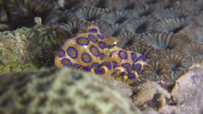 0508_Blue-ringed octopus hiding