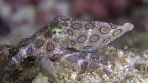 0509_Blue-ringed octopus close up