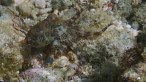 0556_Blue ring octopus crawling