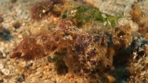 0883_blue-ringed octopus coral reef